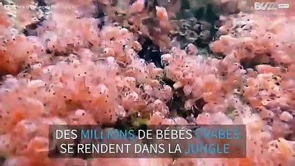 Des millions de crabes migrent vers la jungle sur l'île Christmas