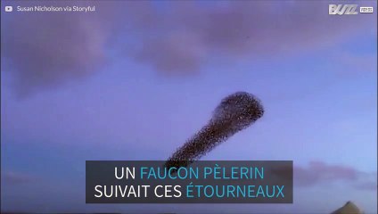 Une nuée d'oiseaux danse dans les cieux d'Irlande
