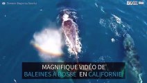 Des baleines à bosse aperçues au larges des côtes californiennes