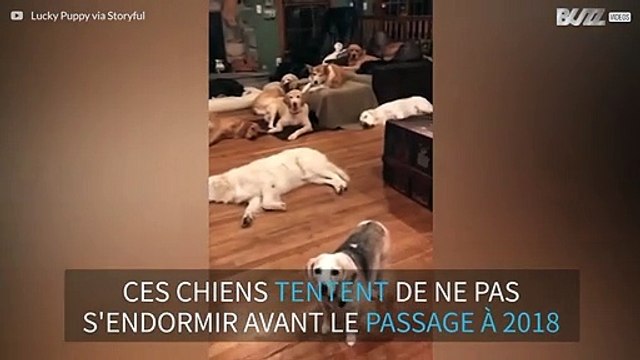 Ces chiens tentent de rester éveillés pour le réveillon