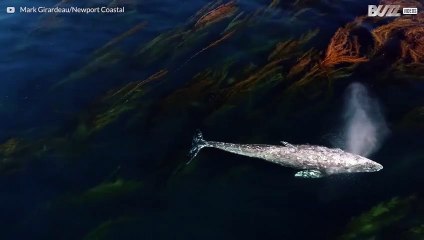 Le ballet majestueux d'une baleine grise à travers les algues