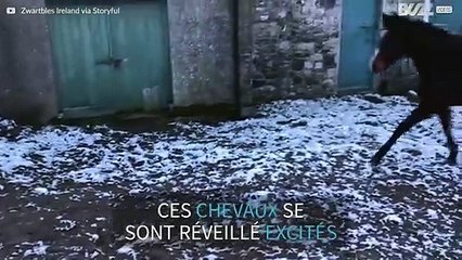 La neige... c'est froid! Ces chevaux en fond l'expérience