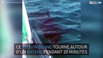 Un énorme requin blanc tourne autour d'un petit bateau