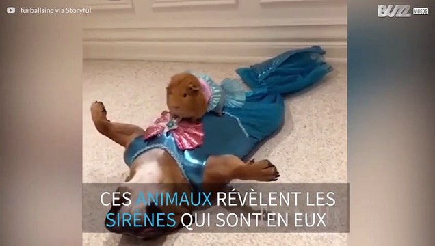 Un chien et un cochon d'Inde se déguisent en sirène pour un concours de beauté