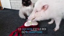 Cet adorable cochon tente de gagner le cœur de sa bien-aimée