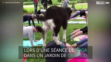 Le yoga avec chèvre, l'activité tendance du moment