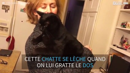 Cette chatte a une drôle de réaction aux grattouilles