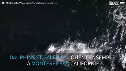 Moment rare: des dauphins jouent avec des baleines