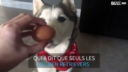 Les Huskies aussi peuvent réussir l'egg challenge!
