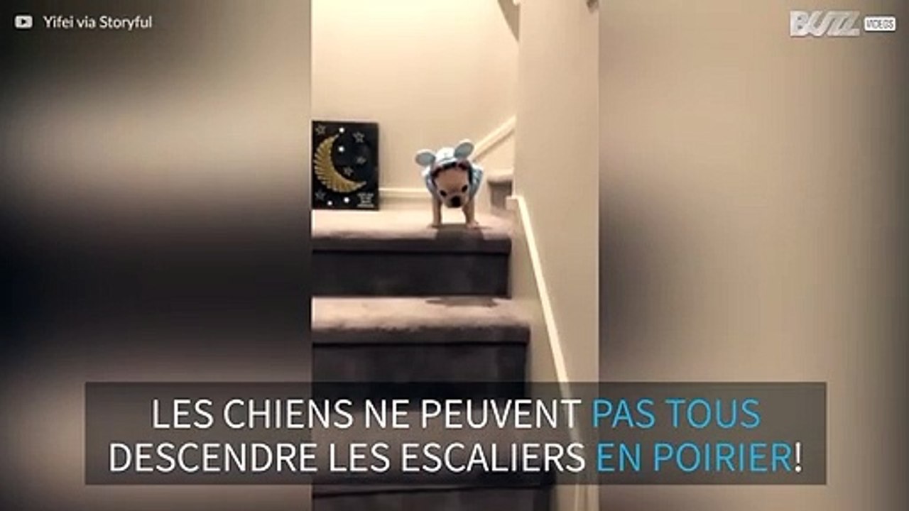 Ce bulldog français descend les escaliers en poirier