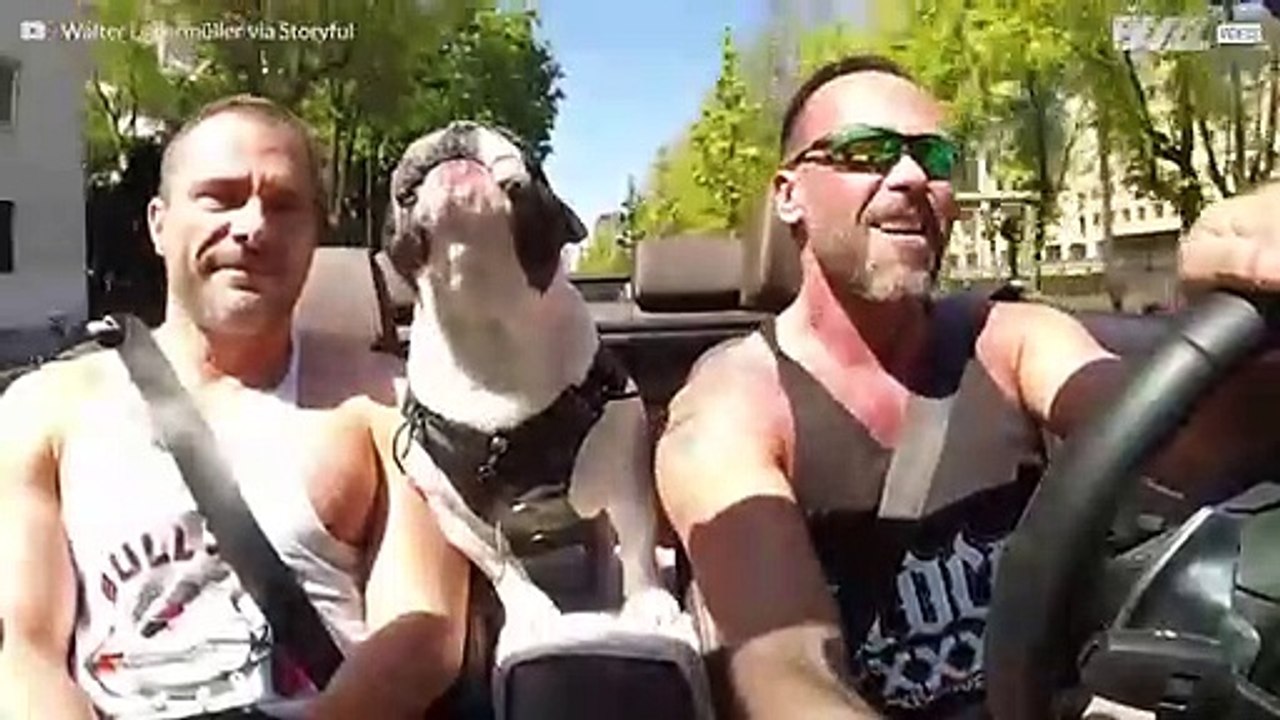 Cet adorable bulldog adore chanter