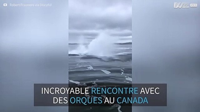 Des orques dansent autour d'un bateau