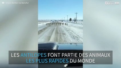 Course avec des antilopes