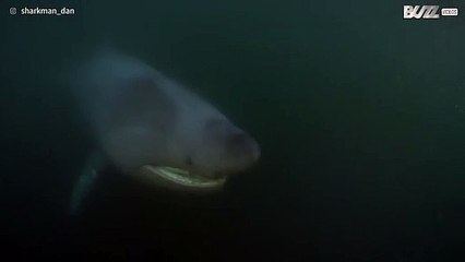 Il croise la route d'un requin pèlerin en Écosse