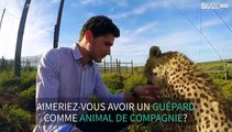 Ce guépard aime se faire caresser