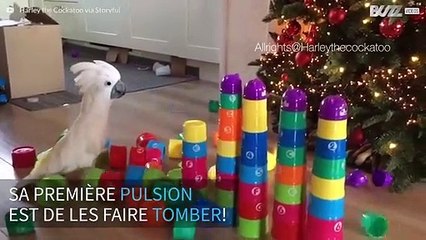 Harley, le cacatoès rebelle qui détruit tout sur son passage!