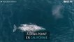 Une baleine grise et son baleineau filmés en Californie