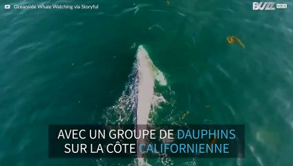 Une baleine s'amuse avec des dauphins