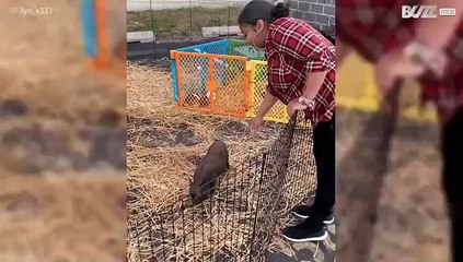 À force de se pencher, elle tombe dans l'enclos à cochons