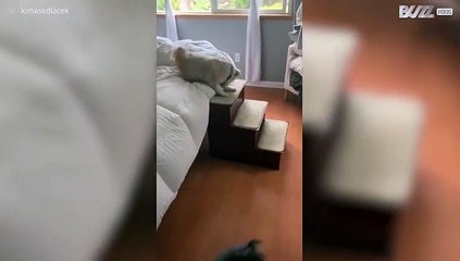 Ces chiens ont une routine matinale adorable