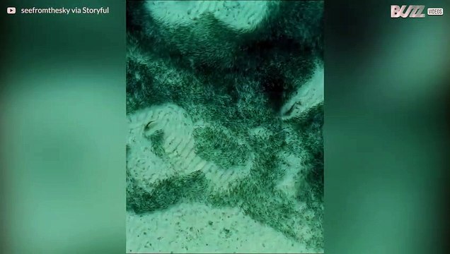 Une chasse entre requins et poissons crée de magnifiques motifs au fond de l'eau