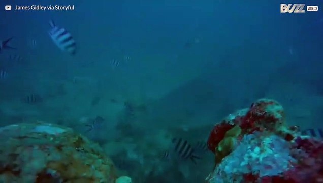 Des plongeurs nagent avec les requins aux Fidji