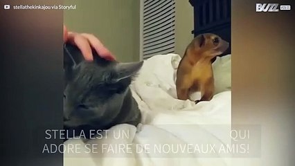 Une amitié animale naissante!