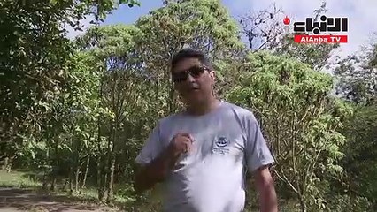 السلاحف العملاقة تتكاثر في "غالاباغوس"