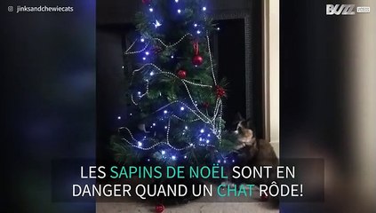 Un chat sans pitié avec un sapin de Noël