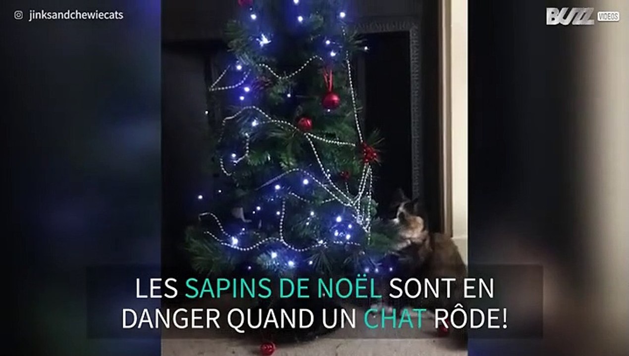 Un chat sans pitié avec un sapin de Noël