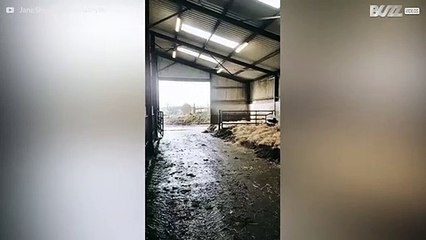 Ces vaches ont hâte de rentrer chez elles!