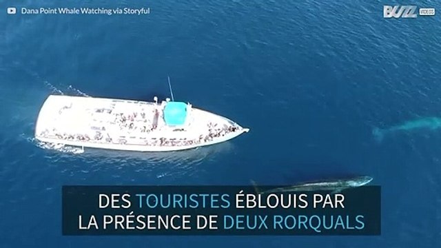 Des touristes aperçoivent deux baleines géantes en Californie