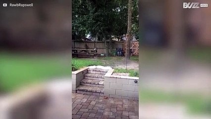 Aucun raton laveur n'est admis sur le territoire de ce chien