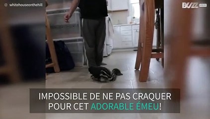 Rencontrez Bamboo, le petit émeu