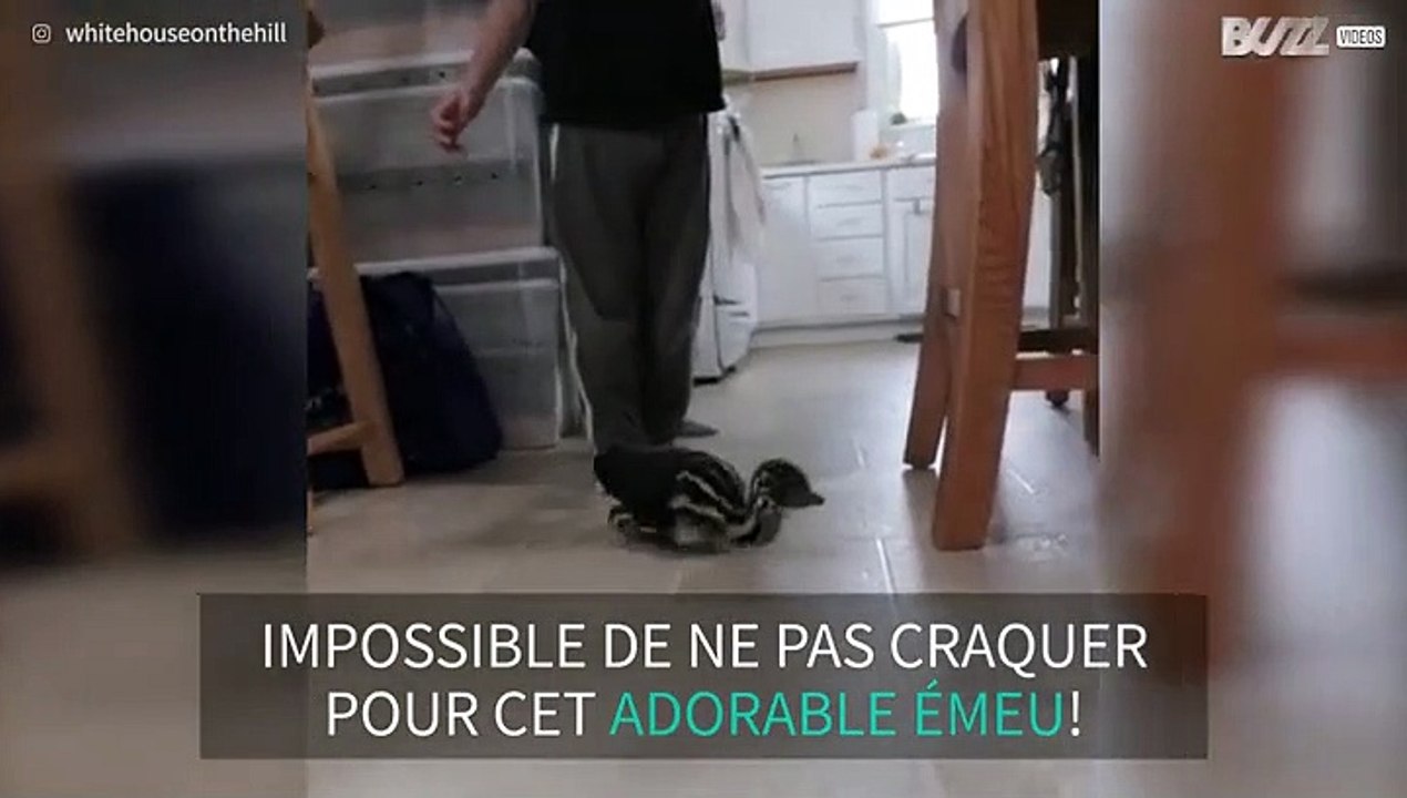 Rencontrez Bamboo, le petit émeu