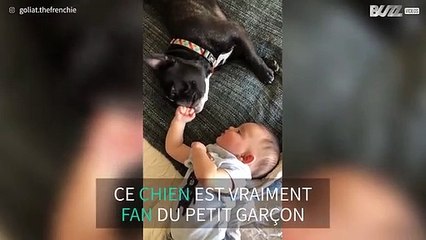 C'est l'amour fou entre ce bébé et son bouledogue français!