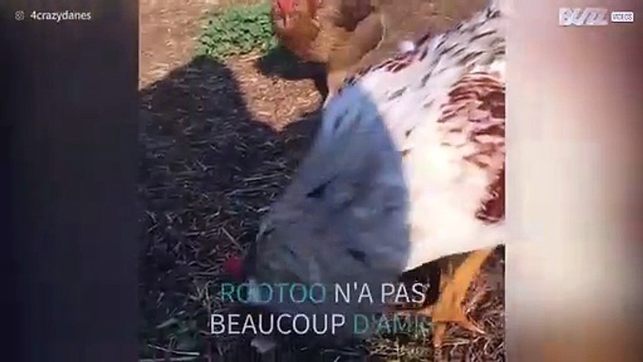 Ce vieux coq aigri d'en prend à tout ce qui bouge!