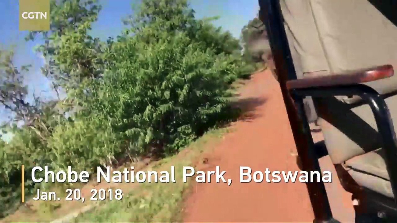 Angry elephant attacks safari vehicle and breaks tusk