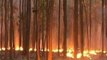 Explained: Forest Fires Of Similipal, Odisha