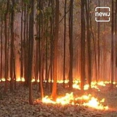 Explained: Forest Fires Of Similipal, Odisha