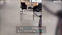 Ce chien est possédé par sa propre queue