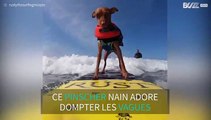 Voici Rusty: le chien surfeur le plus adorable de Californie