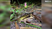 Un photographe capture l'appel d'une grenouille en rut