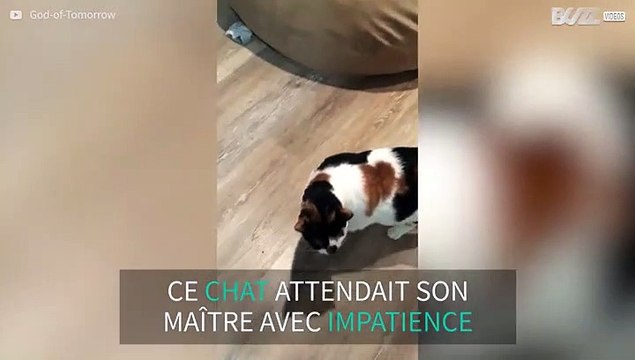 Des retrouvailles émouvantes entre un chat et son maître
