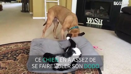 Ce chat vole le dodo d'un chien et va le regretter