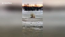 Incredible moment a wild polar bear plays with a dog