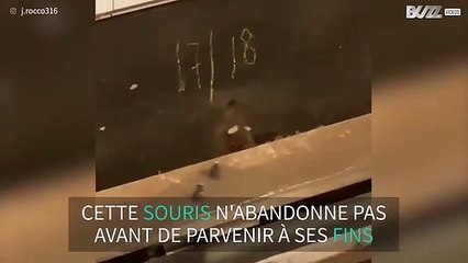 Une souris persévérante dans le métro de New York