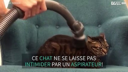 Inédit: un chat fan de l'aspirateur