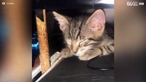 Ce chaton s'endort sur le bureau de sa maîtresse