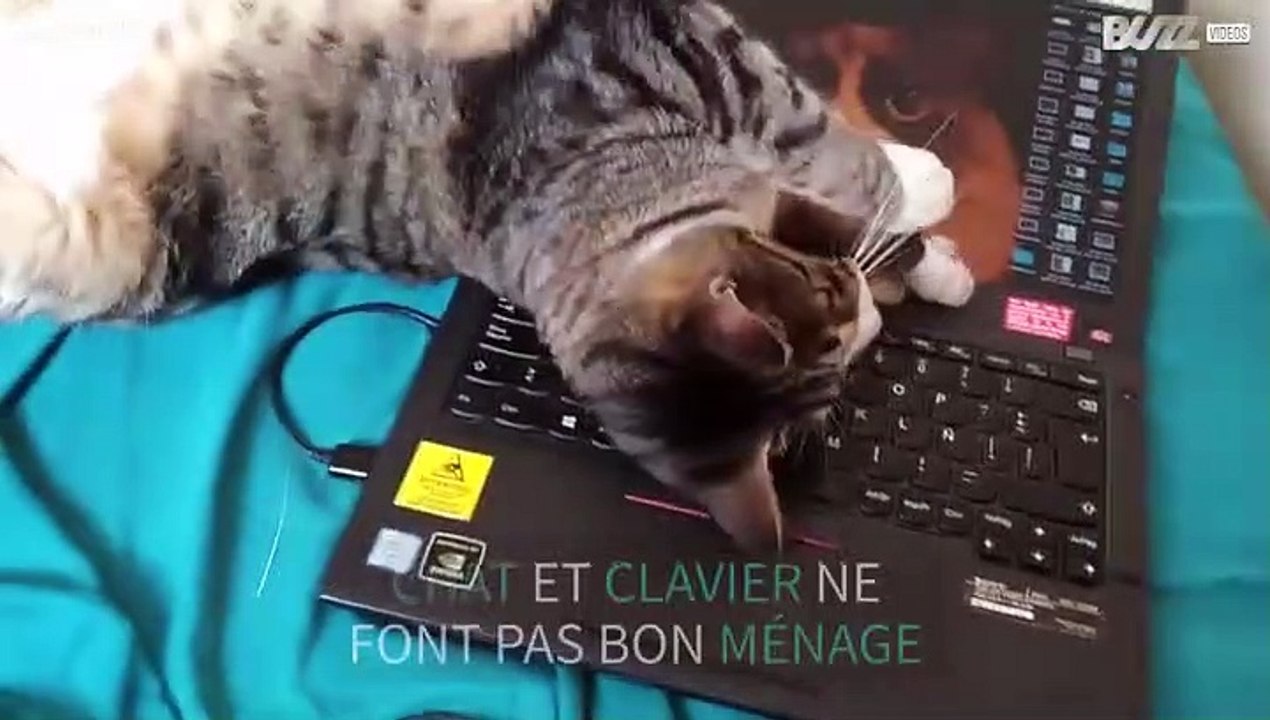 Un chat détruit l'ordinateur portable de son maître